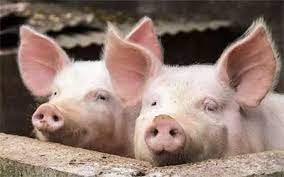 pig