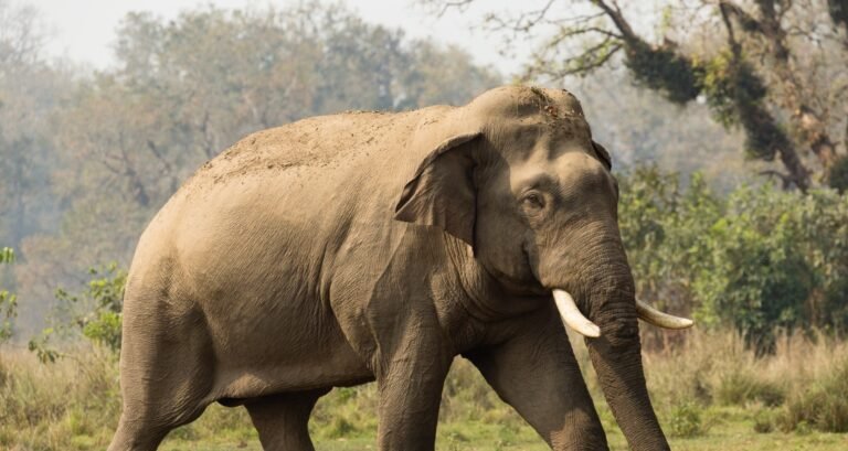 मानव–हात्ती द्वन्द्व न्यूनीकरण गर्न एनटीएनसी र थाइल्यान्डको संस्थाबीच सम्झौता